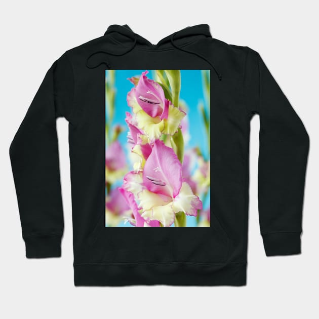 Gladiolus  'Flevo Bambino' Hoodie by chrisburrows